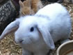 Dwarf Lop Rabbits at Lee Lane Pets