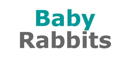 Baby Rabbits at Lee Lane Pets, Horwich, Bolton